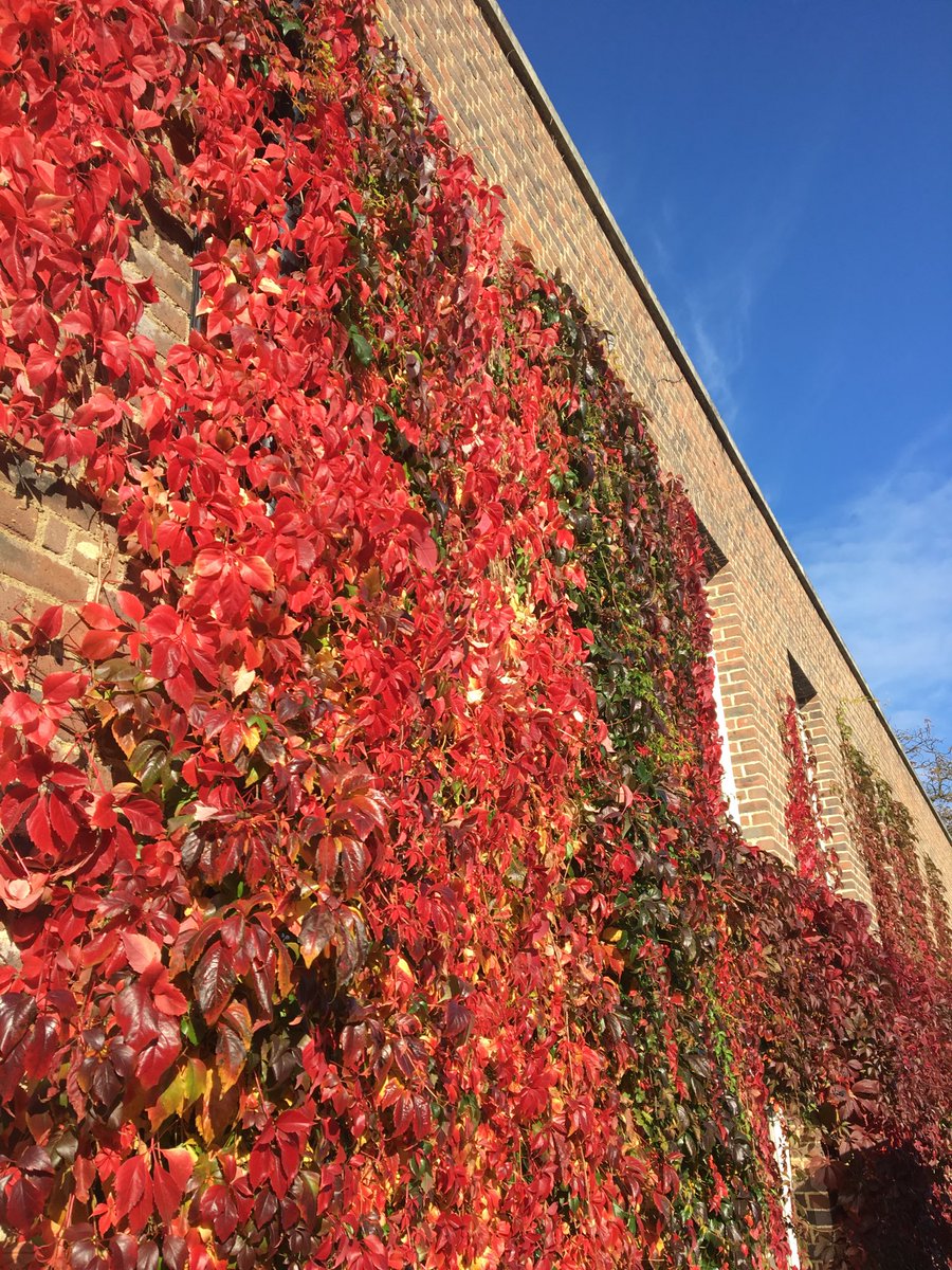 Beautiful autumn 🍂🍁☀️@HurlinghamUK