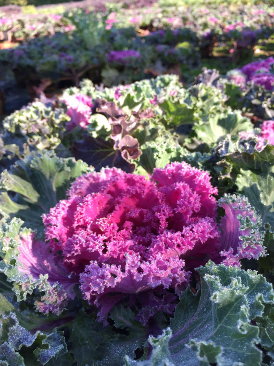 Lielisks papildinājums rudens stādījumiem- dekoratīvie kāposti.