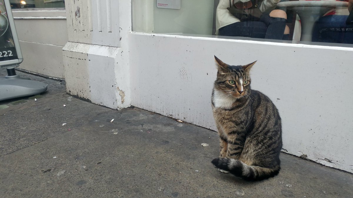HereHaunting's tweet photo. They do say Soho is for the coolest cats...! 😂 #soho #coolcats https://t.co/i630vczLe0