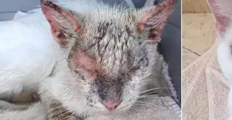 Viralvideo8's tweet photo. Tutti pensavano che questo povero gatto fosse cieco, ma quando è riuscito ad aprire i suoi bellissimi occhi… https://t.co/14ibBfuKOi https://t.co/gQlM1VOmFv