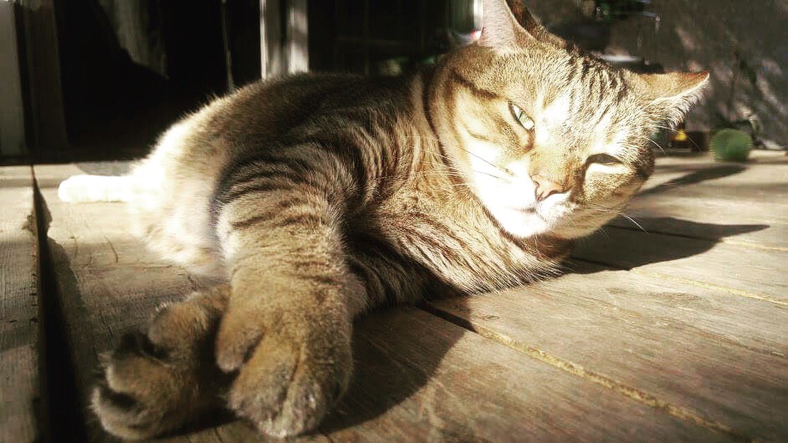 VeraTabbyCat's tweet photo. Be sure to check out @ottawapetexpo , happening this November! More information can be found here😸: https://t.co/6bLjOBbxnK https://t.co/6cQXNNIYCY