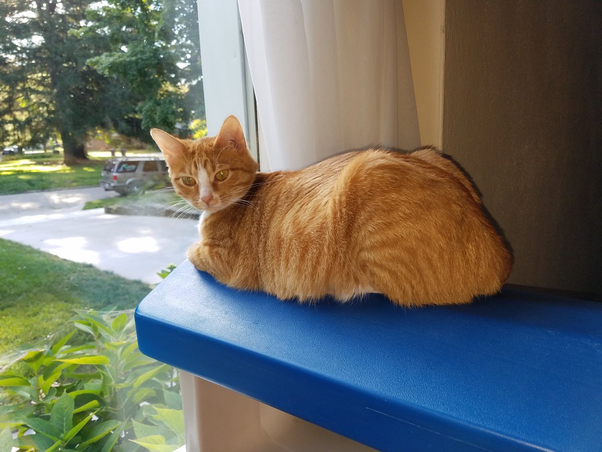 kitten_frosty's tweet image. Waffles the rescued Kitty