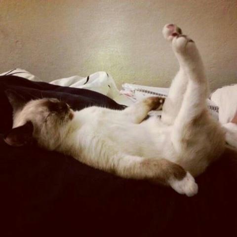 It's home time for us at Mister Blister &amp; Caterline so we're going home to nap after a rainy Monday - how are you winding down this evening?