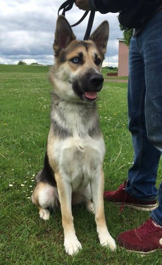 gsrescueelite's tweet photo. 15mth old Bonnie Blue Eye can live with older kids and other #dogs
#GermanShepherd 
#Hertfordshire 
https://t.co/YUkB0bYDcX https://t.co/yzayQpGs0M