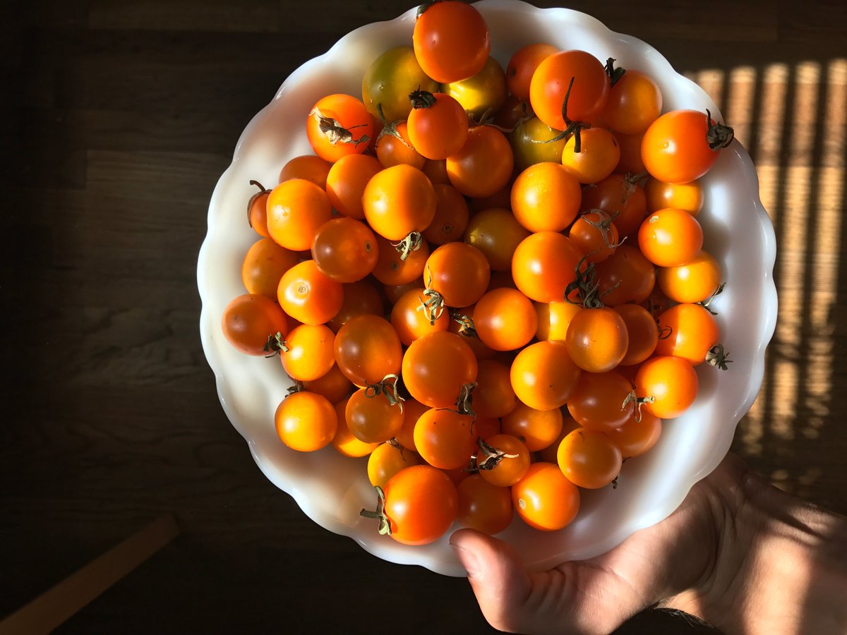 hellogrow's tweet photo. #tomato #harvest https://t.co/1wZNaZBiIB