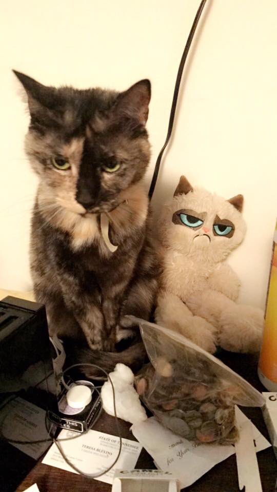 ashlyngrant92's tweet photo. #grumpycat #lookalike #mycatisgrumpycat #cat #pets https://t.co/fpic2aHknM