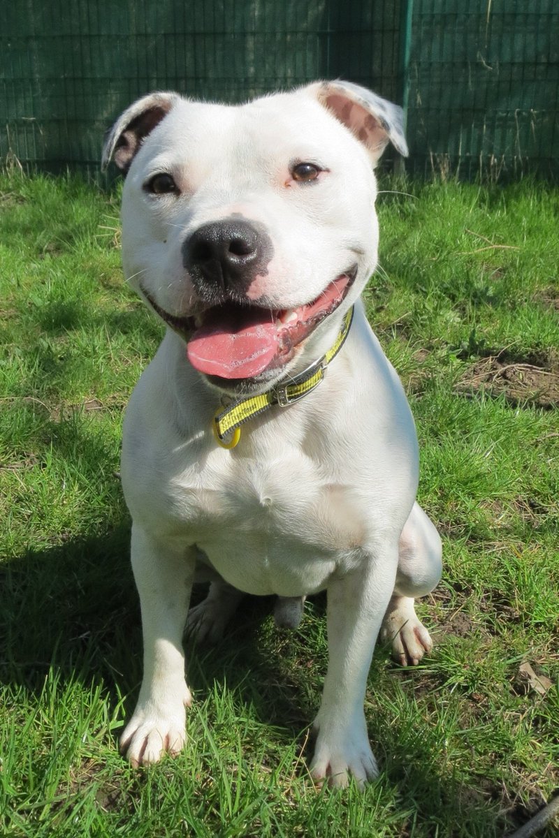 I have been overlooked here at the centre. But I'm so lovely and just want to find my forever home and someone to love :( #AdoptDontShop