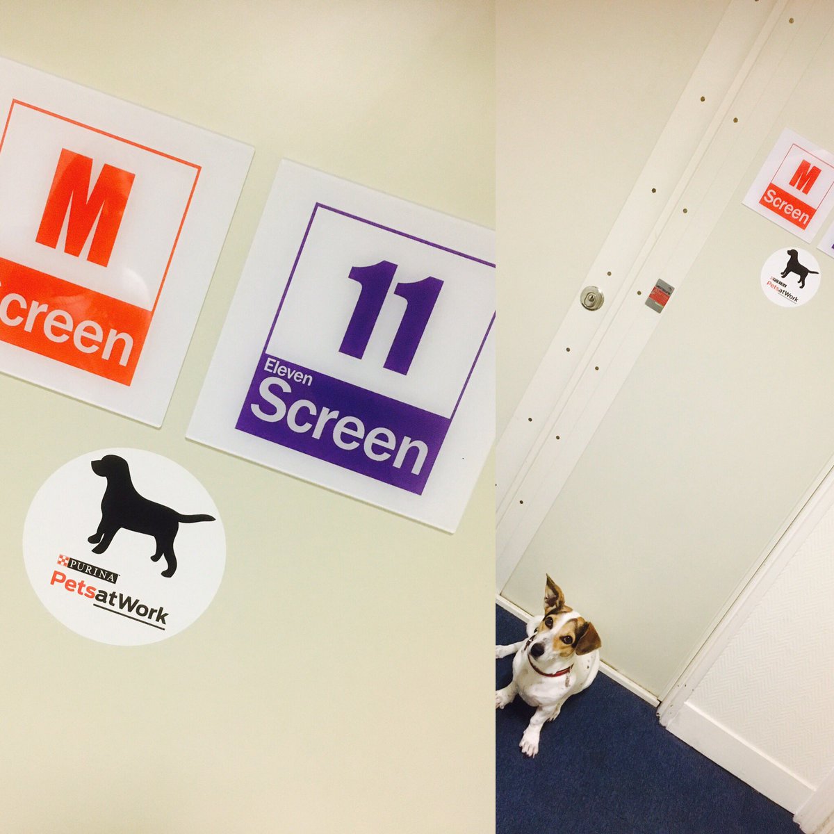 MScreenGroup's tweet photo. Lookie, l'hôtesse d'accueil ! Adoptez tous le #petsatwork, ça change la vie au bureau ! @PurinaFr @Purina @PetsAtWork #mscreen #11screen 🐶 https://t.co/wlnLuiY5W0