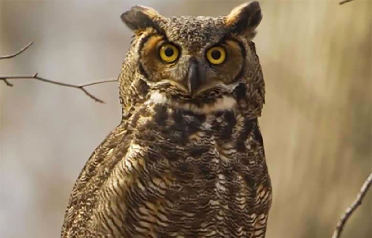 WTVLCreates's tweet photo. This week Waterville is going to the birds. Big time! See what's up on our new online event calendar: https://t.co/Xsr4oIEWny https://t.co/drQ1n7Yn4f
