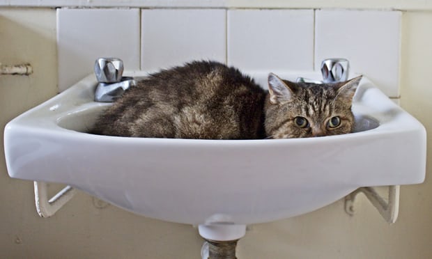 Ri_Science's tweet photo. Can a cat be both a solid and a liquid? Why do some people hate cheese? The Ig Nobel awards are here: https://t.co/wzTfdCOqCU https://t.co/jCWbQ7YVWT