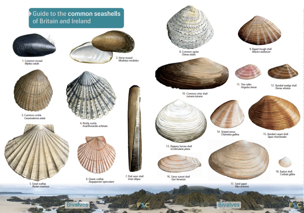 Clam Identification Chart