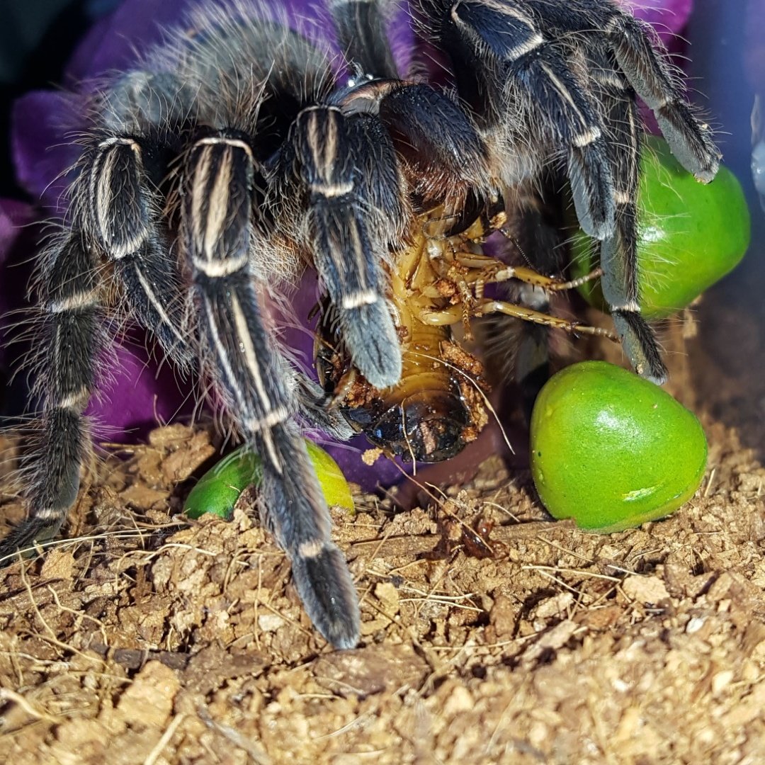 Spandelle1's tweet photo. Feeding time #Hungry #Tarantula #evilspider https://t.co/CZvtcdbKeN