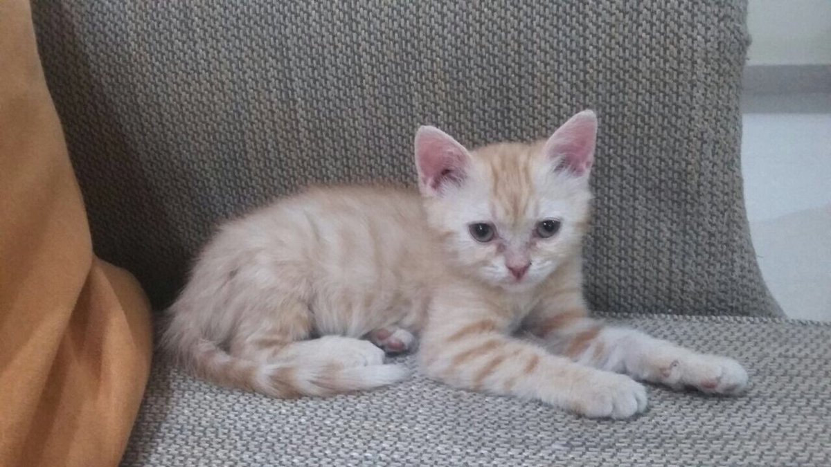 OpenPaws's tweet photo. #للتبني في #الرياض قطط صغيرة جميلة، فيه ذكور واناث. جميعهم بيتعقمون/يتخصون ويتطعمون. التواصل مع مالكيهم على واتساب: ٠٥٠٤٩٦٧٦١٧ https://t.co/qLCFmf7uoy