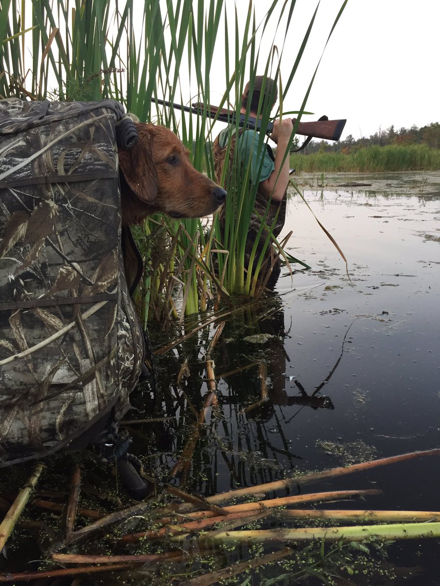 LoneDuckApparel's tweet photo. Birdie's first hunt! The wood ducks &amp; teal put on a show, but the geese never showed up! #loneduck https://t.co/qwL82X2mfY