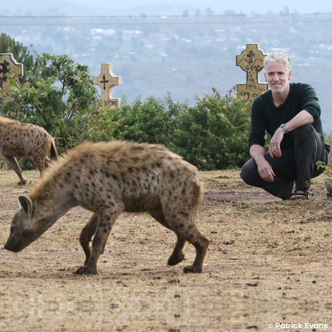 Can humans live in harmony with hyenas? Tribes, Predators and Me is starting now on <a href="/BBCTwo/">BBC Two</a> 
#Tribes