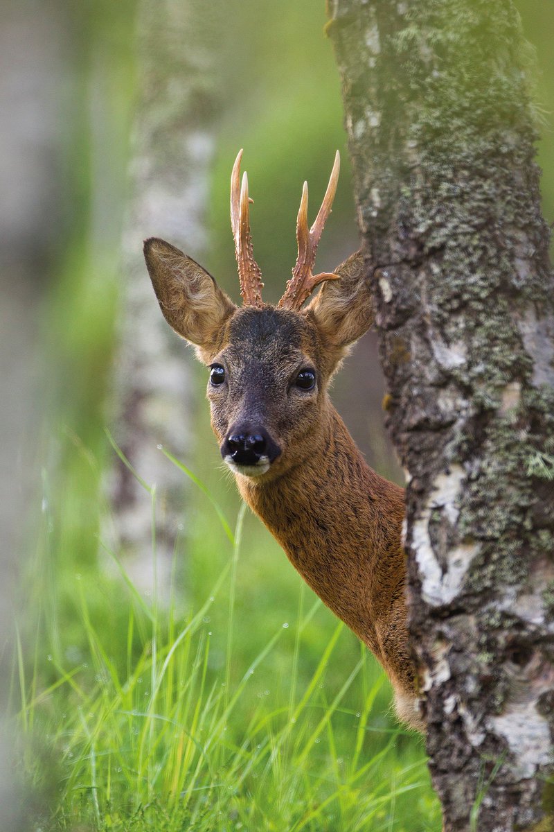 #photooftheweek Roe Deer by <a href="/markhamblin/">Mark Hamblin</a> from #Wild #Nature #Diary 2018, available now. wild-nature.co.uk/photo/week-38 wild-nature.co.uk
