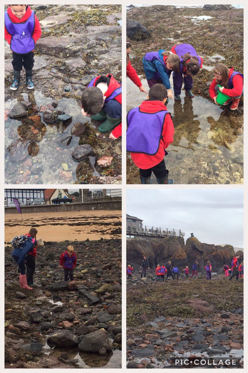 Kininmps's tweet photo. Rock pooling #outdoorlearning #learninginacontext https://t.co/eiVsmMoX3M
