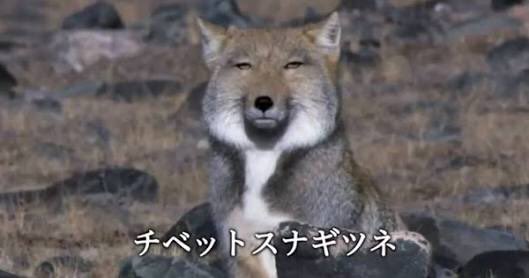 チベットスナギツネのtwitterイラスト検索結果 古い順