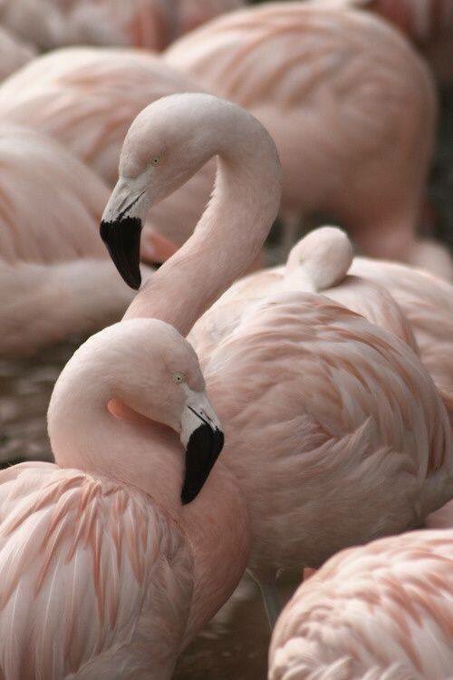 commeuneplume_'s tweet photo. Comme une plum' commence la semaine toute en douceur 😉💗
#babybag #mummybag #frenchbrand #flamingo #inLyon https://t.co/C77Igqs75I