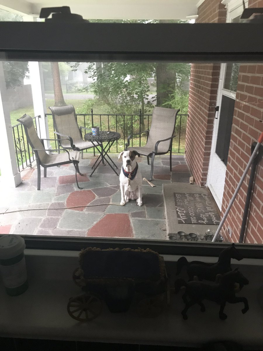 TheKarenHawkins's tweet image. I think he wants back in. #notsubtle #TeketheWriterDog