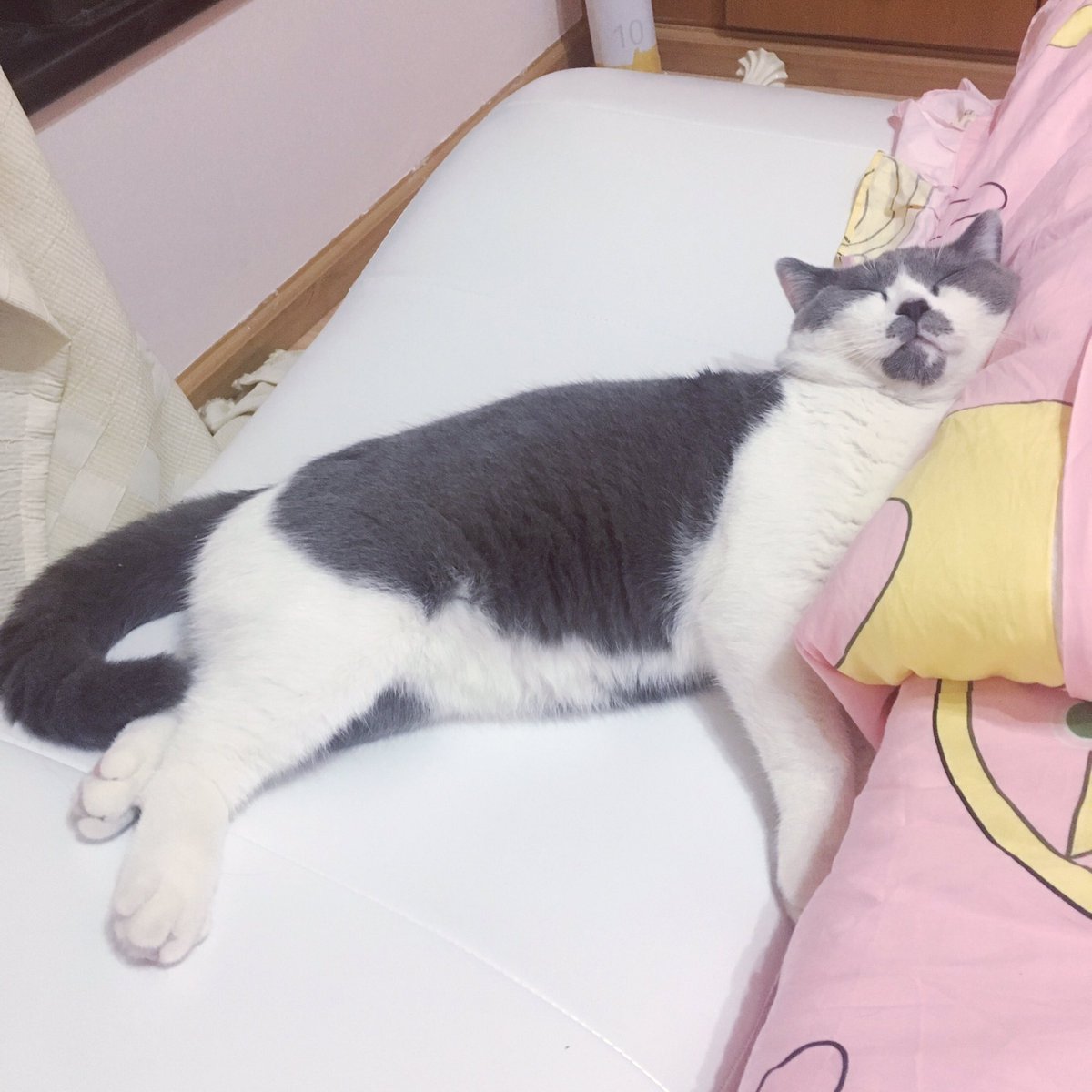 beibei_miya's tweet photo. https://t.co/HkItCOqAzD