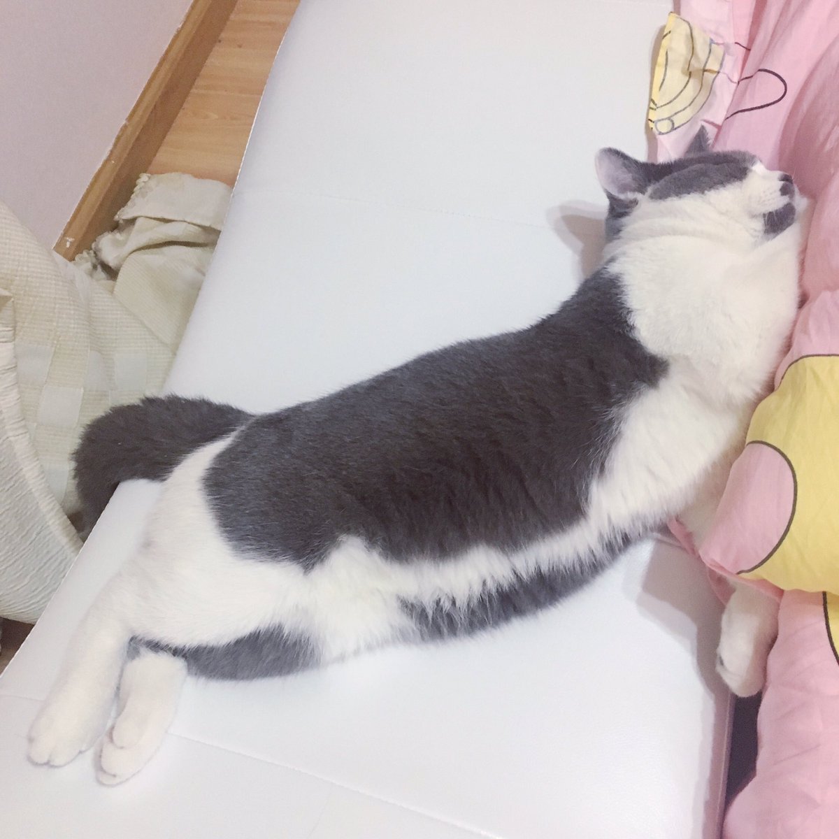 beibei_miya's tweet photo. https://t.co/HkItCOqAzD