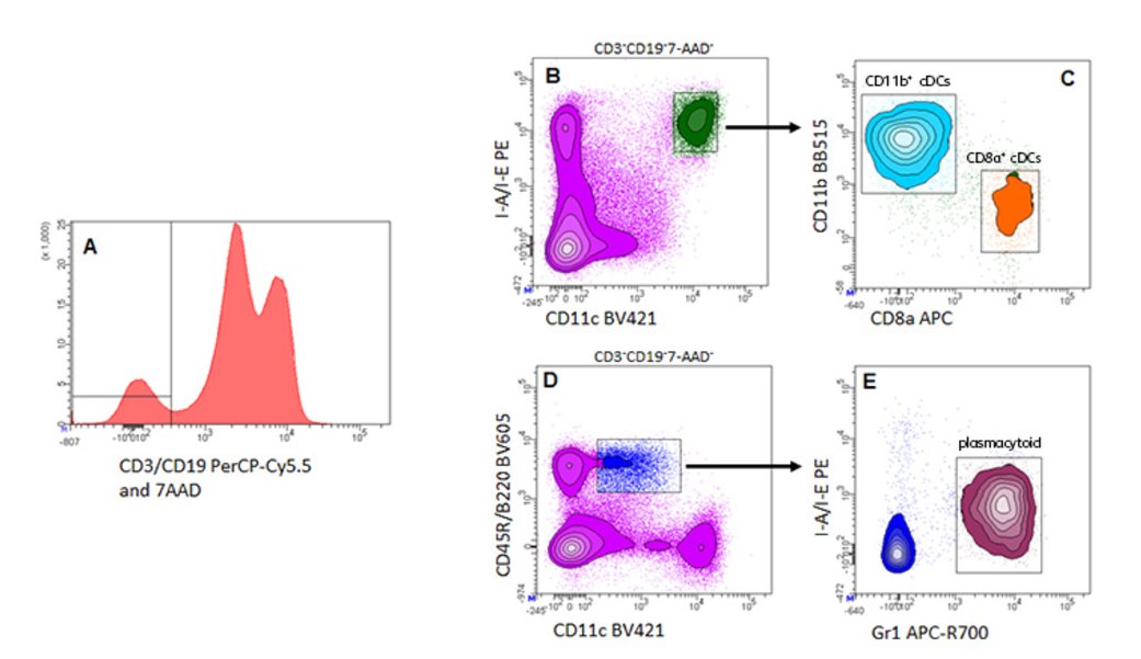 BDBiosciences's tweet image. Analysis of key mouse #DendriticCell subsets (7-color core panel) on a BD FACSCelesta™ #CellAnalyzer ow.ly/8Zmm30f56iJ