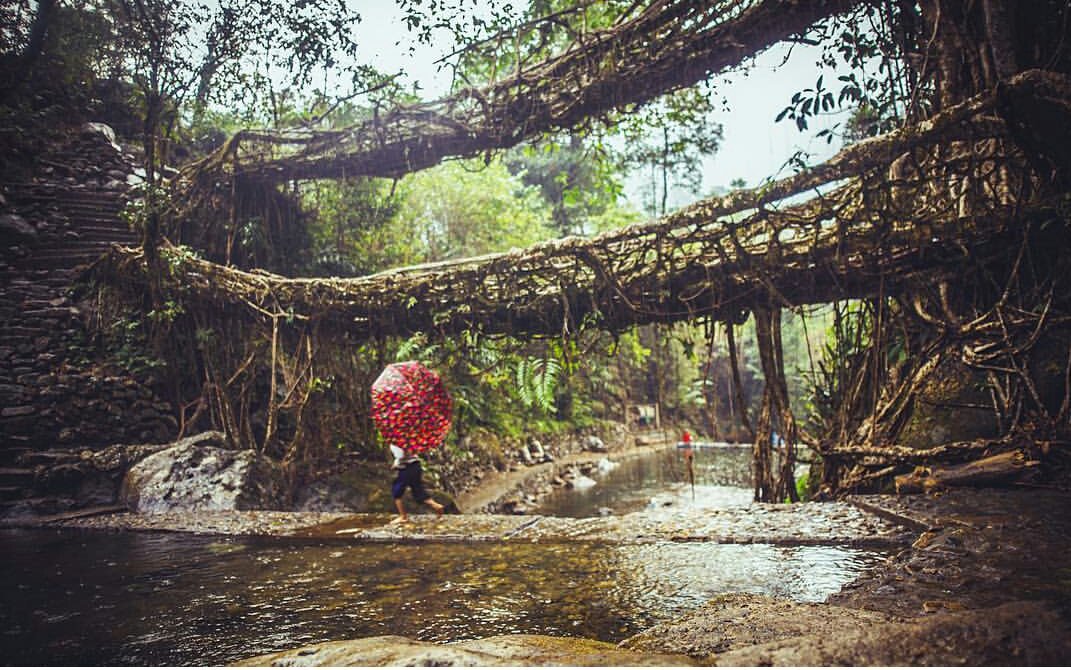 Heaven connected with Earth, Living Root Bridge, Cherapunjee. #travels #himalayas #life #heaven #earth
traveltalesbysrivatsan.com