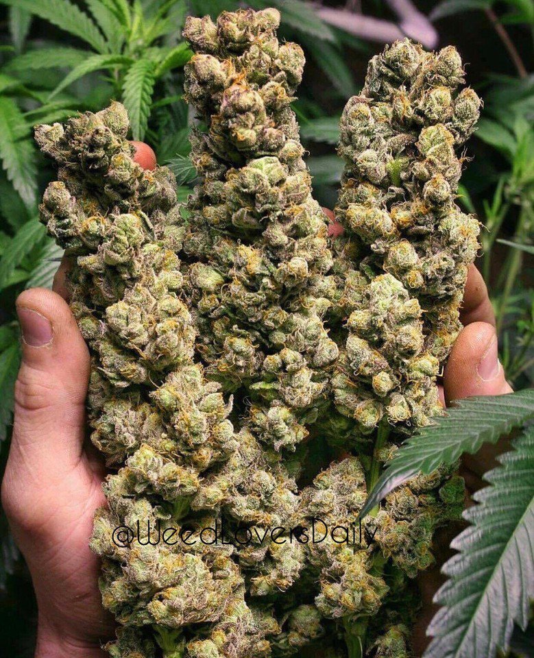 WeedLoversDaily's tweet photo. #WeedLoversDaily #weed #weedstagram #marijuana #weedporn #weedstagram420 #stoner #Beautiful #weedlife #beauty #porn https://t.co/0RXsHCnQqN