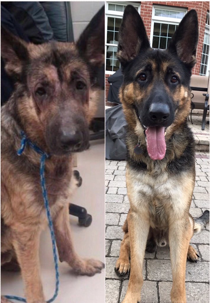 maddieparker6's tweet image. Please look at the beautiful transformation of @l_hackenberg dog and pls lmk how animal abuse is still a thing??