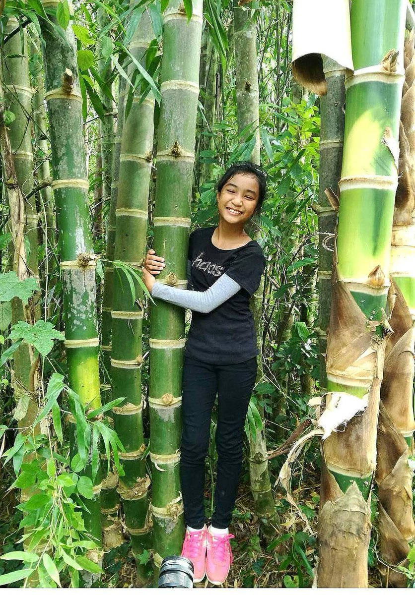 She love guadua bamboo.
