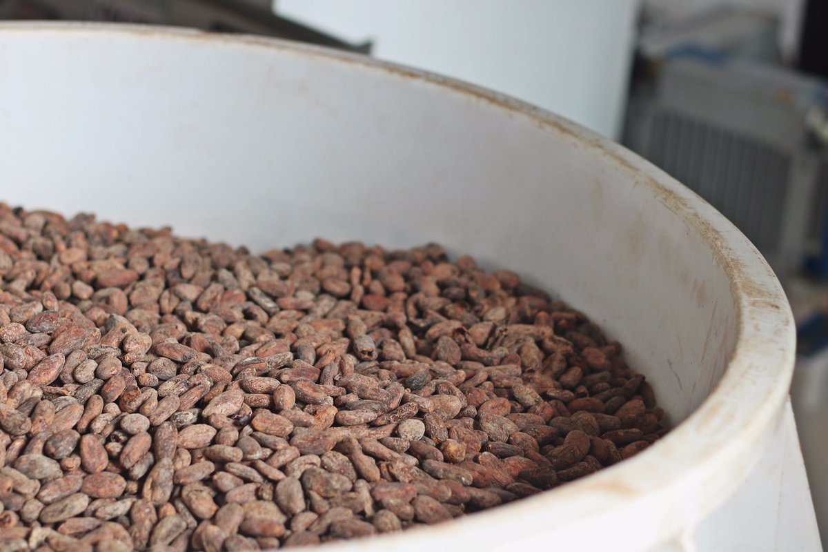 Today we roast! 🍫🔥🍫 #chocolate #beantobar #darkchocolate #eathealthy #superfood #vegan #instafood #cacao #organic #nyc #brooklyn