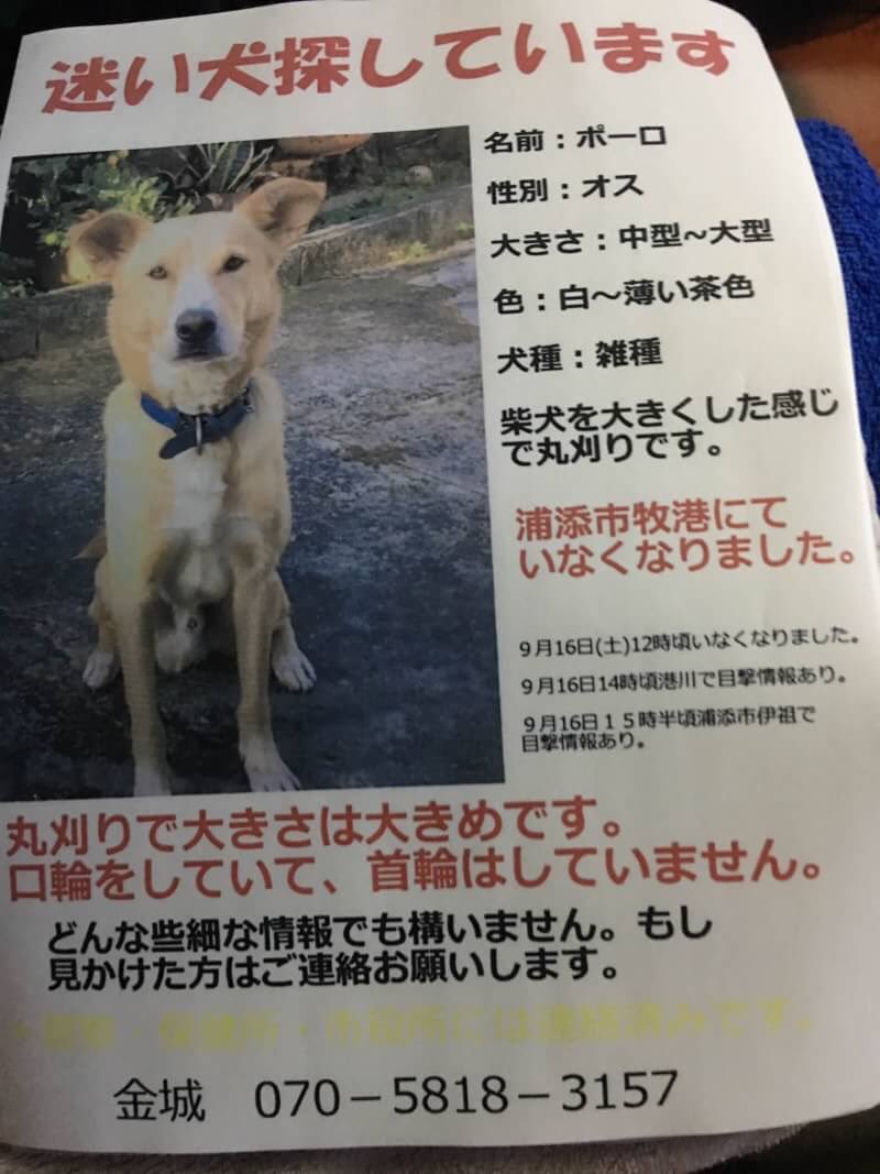 Asumi A Twitter 行方不明です 臆病です いたら大きな声を出さずに電話ください 犬種 雑種犬 性別 オス 名前 ポロくん 中型犬 大型犬の間ぐらいのサイズです 口輪をつけています 体ゎバリカンで丸刈りにしています 目撃情報あれば連絡お願いします