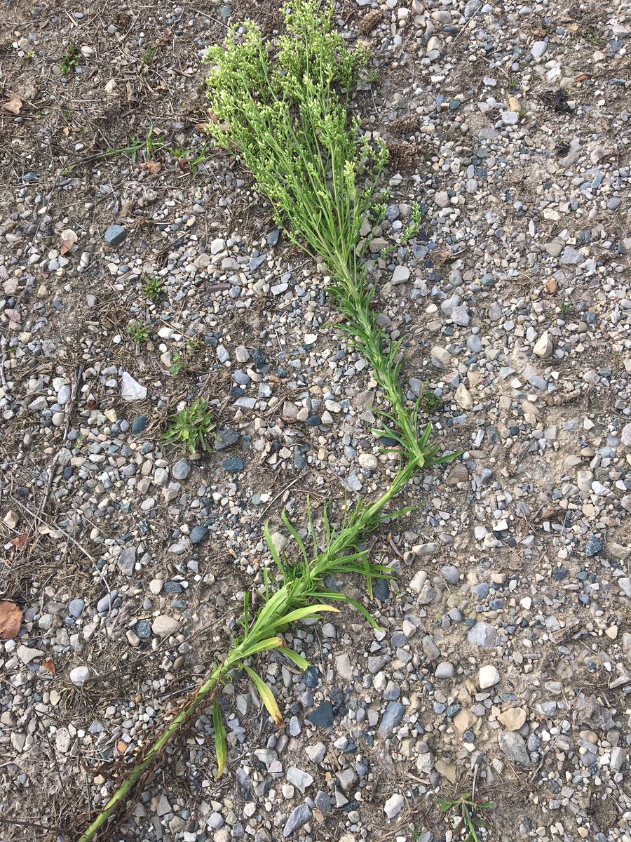 drumm_matt's tweet photo. Who tests to see if this fleabane is glyphosate resistant? I'm wondering if the weed is now in north east hope or I'm a bad farmer! https://t.co/CDumcU6xuA