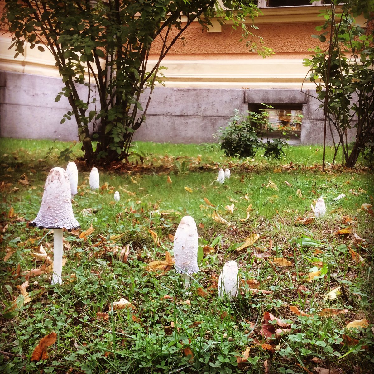 DonnerInstitute's tweet photo. Autumn has arrived #finnishautumn #suomensyksy #donnerinstitute https://t.co/wZqLOGVMQW