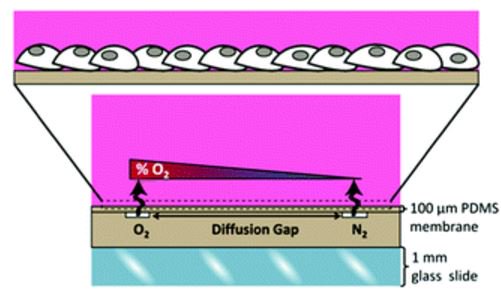 i_Biology's tweet photo. Device enabling exposure of a single monolayer of cells sharing culture media to a heterogeneous oxygen landscape https://t.co/t05slIK49P https://t.co/PGLbRxUMDU