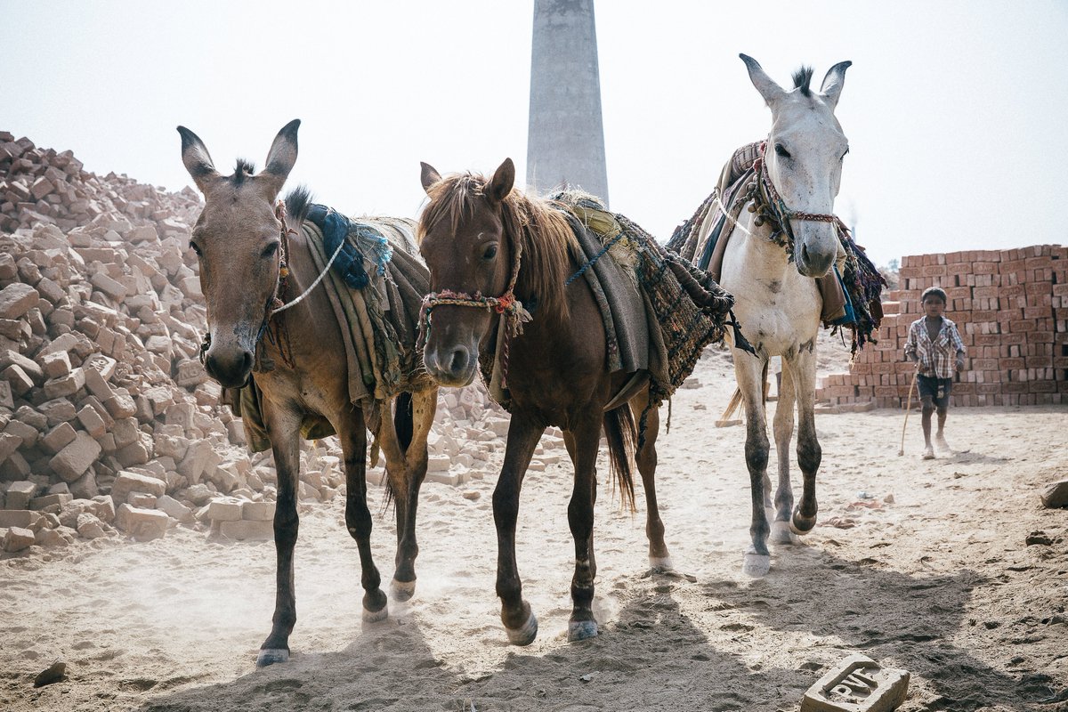 This week we're going to focusing on our work to help the equines who work in brick kilns. You can help them here 👉 thebrooke.org/collection