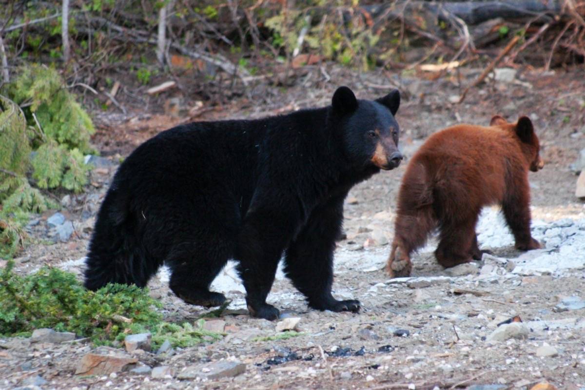 Mother bear and cub sighted in Saanich dlvr.it/Pnp1xp #yyj https://t.co/Dsf6u810yf