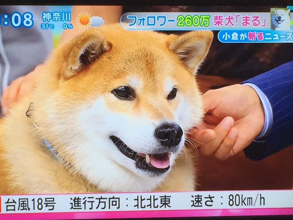 世界一有名な柴犬まる とくダネ のコメンテーターになって視聴者と出演者をメロメロにする Togetter