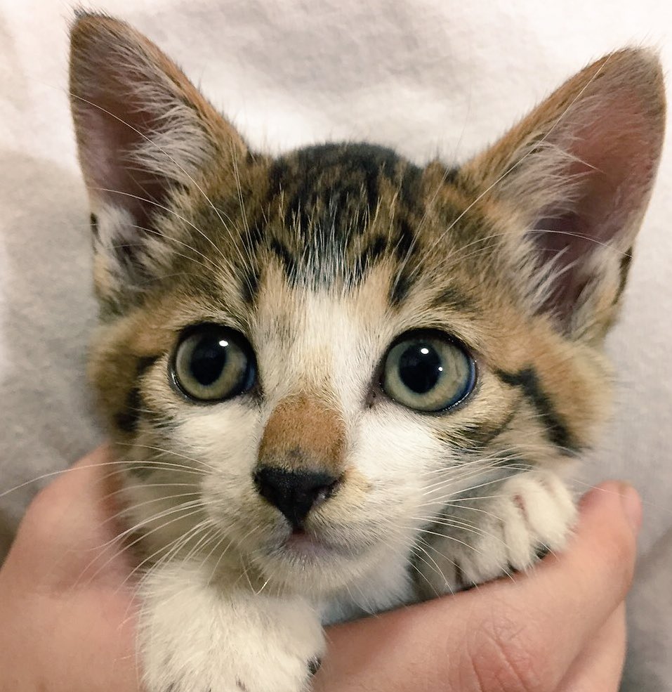 mao_nekokick's tweet photo. 【拡散希望】

本日、遺棄されていた子猫4匹を保護しました。
生涯大切に大切に可愛がって下さる里親さんを募集致します。

＊生後1ヵ月〜1ヶ月半 離乳済
＊神奈川県（町田近郊）在住です

詳細、このツイートのコメントから失礼します↓ https://t.co/ALphEulEXf