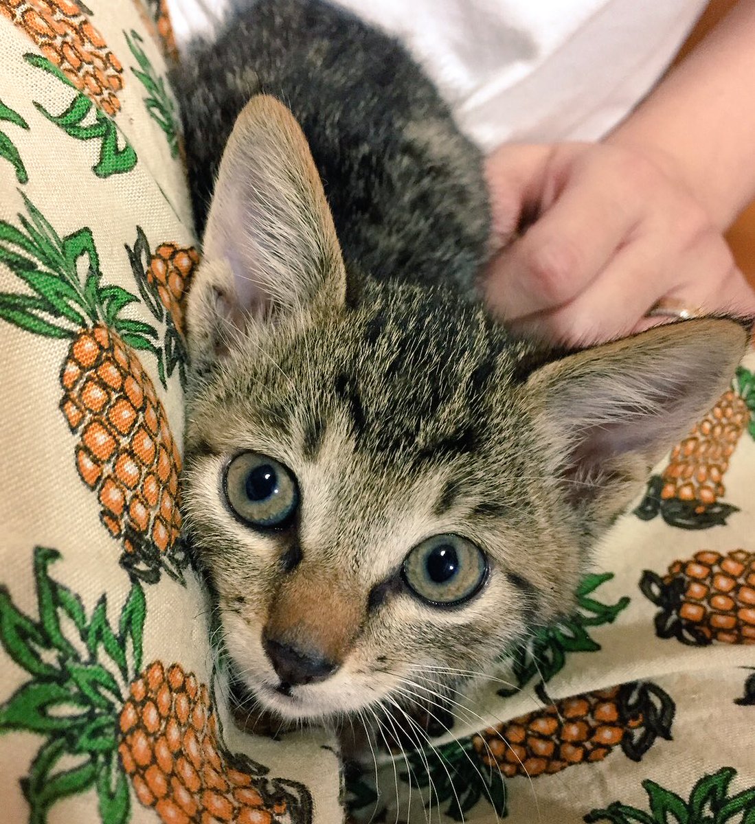 mao_nekokick's tweet photo. 【拡散希望】

本日、遺棄されていた子猫4匹を保護しました。
生涯大切に大切に可愛がって下さる里親さんを募集致します。

＊生後1ヵ月〜1ヶ月半 離乳済
＊神奈川県（町田近郊）在住です

詳細、このツイートのコメントから失礼します↓ https://t.co/ALphEulEXf