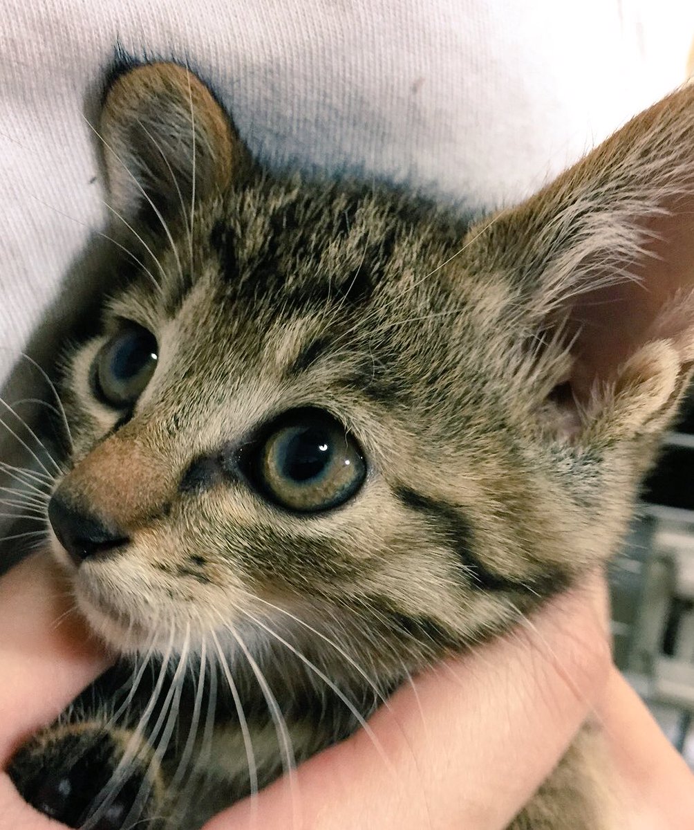 mao_nekokick's tweet photo. 【拡散希望】

本日、遺棄されていた子猫4匹を保護しました。
生涯大切に大切に可愛がって下さる里親さんを募集致します。

＊生後1ヵ月〜1ヶ月半 離乳済
＊神奈川県（町田近郊）在住です

詳細、このツイートのコメントから失礼します↓ https://t.co/ALphEulEXf