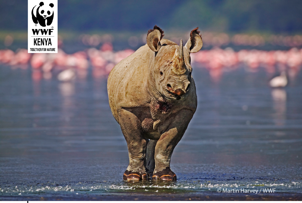 The first Black Rhino Sanctuary was established in Lake Nakuru National Park by WWF-Kenya.
#SaveBlackRhinoNow