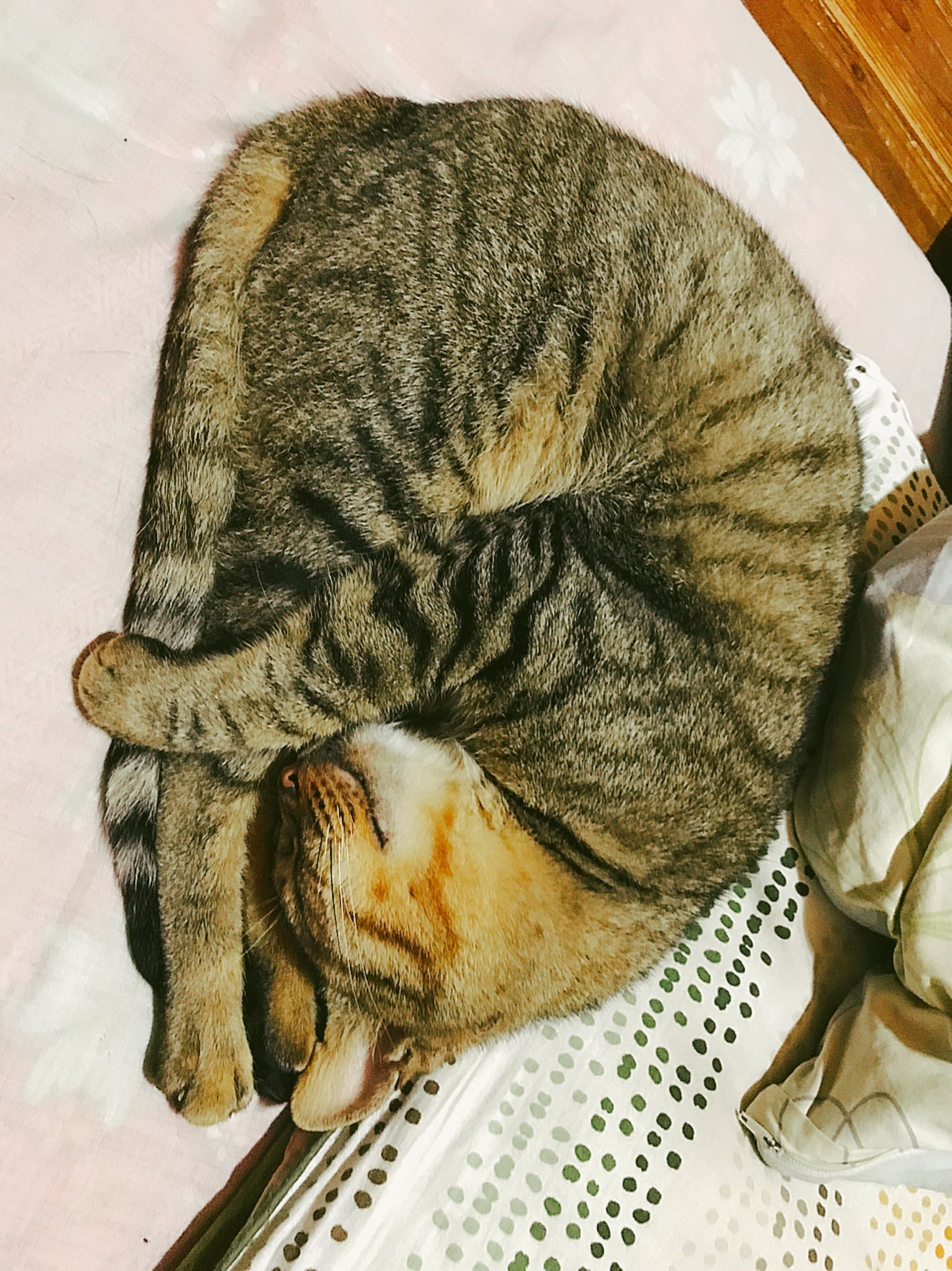 サラリーマン猫 Twitter Search Twitter