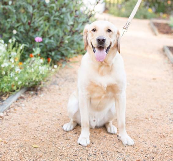 CosequinPet's tweet photo. RETWEET! September is National #PetInsuranceMonth. Review your #pet's current insurance plan or get them covered. https://t.co/JRGqldiVgN