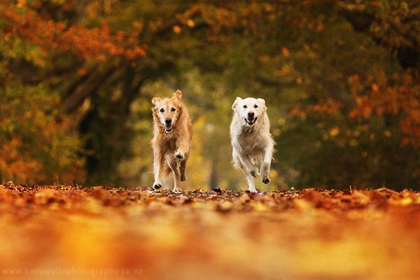 digitalps's tweet photo. 6 Tips for Photographing Dogs in Action https://t.co/V35d5ncCb2 https://t.co/ejfhovDyE3