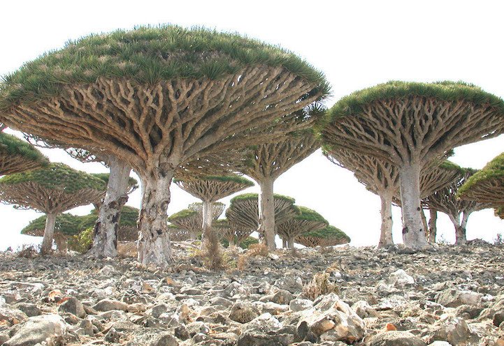 PlumeSnake's tweet photo. This #strange island helped inform the setting for the #comicbook The Lioness! https://t.co/XE27mVo56u https://t.co/wfTQZAxNKt