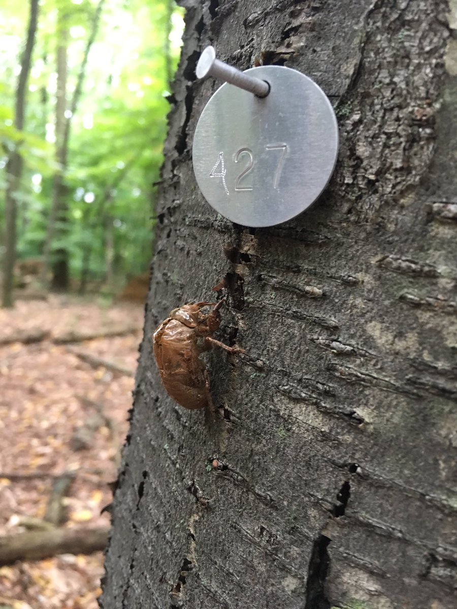 c_bonasera_LU's tweet photo. I used to find these cicada shells all the time as a kid !! #ees152 brings me back 🌿 https://t.co/8bIdLA1bNp