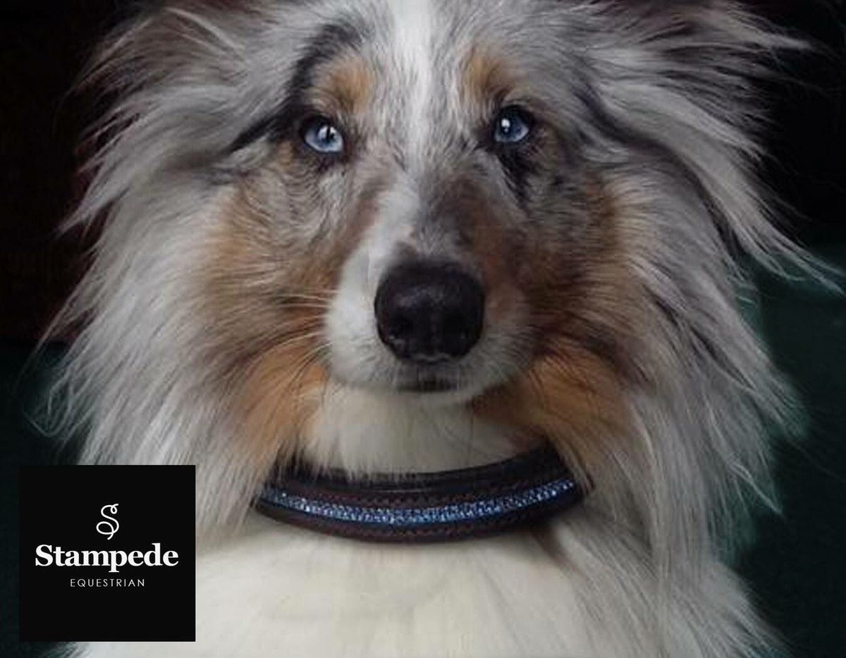 StampedeEq's tweet photo. Top model dog Sully our sponsored dog #BDBCo #dog_rates #GoodDogMagazine #GoodVetGuide https://t.co/spcfiQuKOc