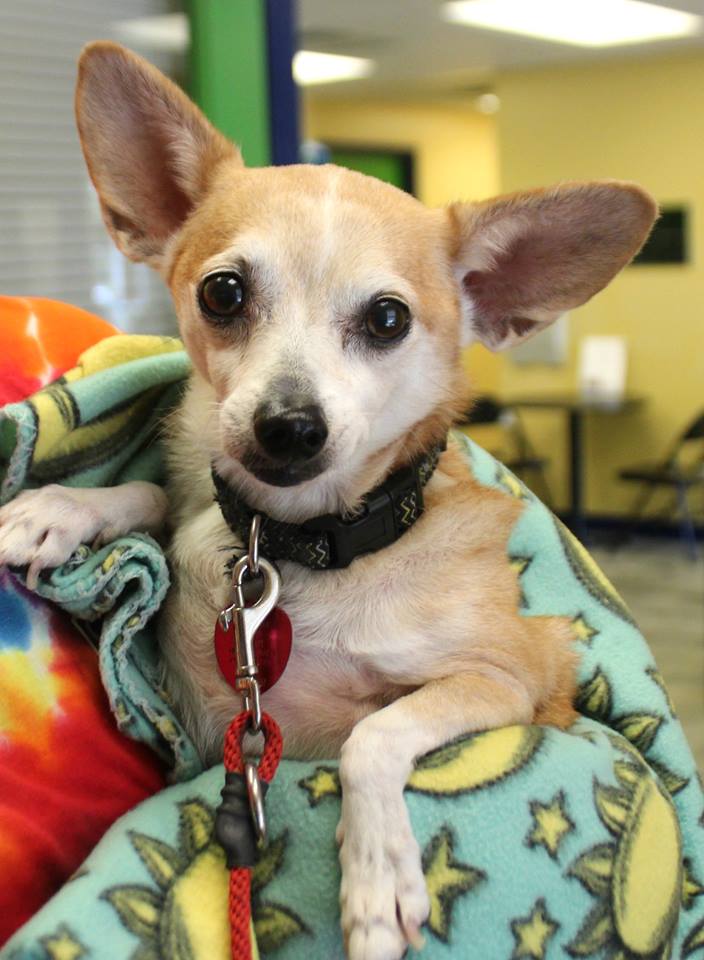 LCHSPets photo